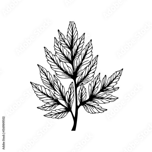 Botanical illustration of a fern frond with intricate details and organic beauty in a minimalist style