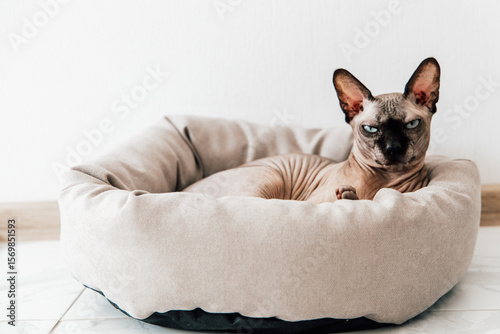 Sphynx cat relaxing in a cozy bed at home during a calm afternoon