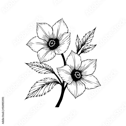Elegant monochrome floral illustration showcasing detailed hellebore flowers and leaves in delicate line art creating minimalist botanical design