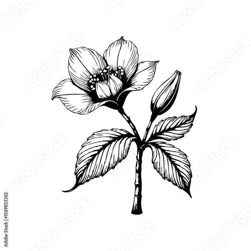 Delicate floral illustration showcasing a detailed blossom bud leaves stem in monochrome artful design creating beauty