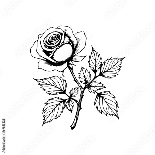 Detailed line art illustration showcasing a blooming rose flower with delicate leaves on white canvas