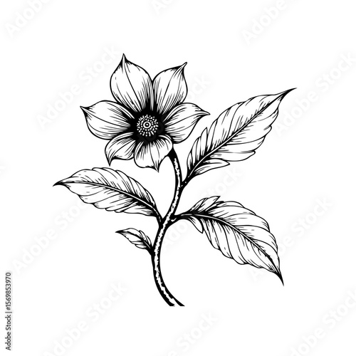Detailed botanical illustration showing a black and white flower with leaves in elegant design single line drawing