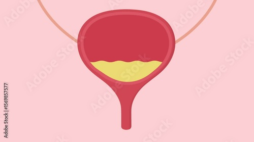 human bladder organ fill with urine liquid 