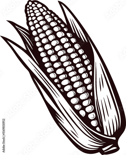 Hand drawn vintage corn cob with husk illustration in engraved isolated on white background