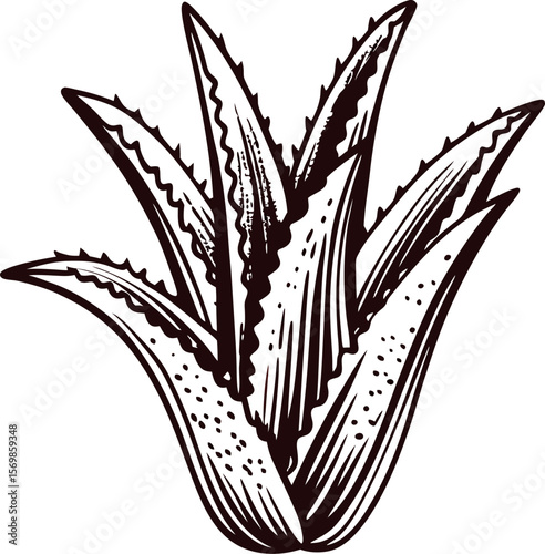 Hand drawn aloe vera plant isolated on white background vintage botanical sketch illustration in engraved