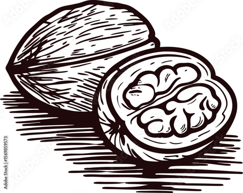 Hand drawn walnut illustration with cracked shell and kernel isolated on white background