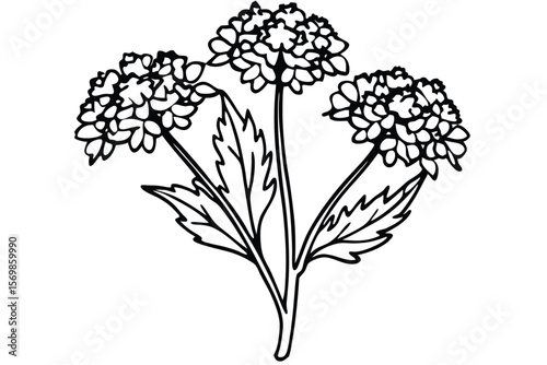 Outlined Blossom Illustration Three Flower Heads with Detailed Leaves and Stems Artwork