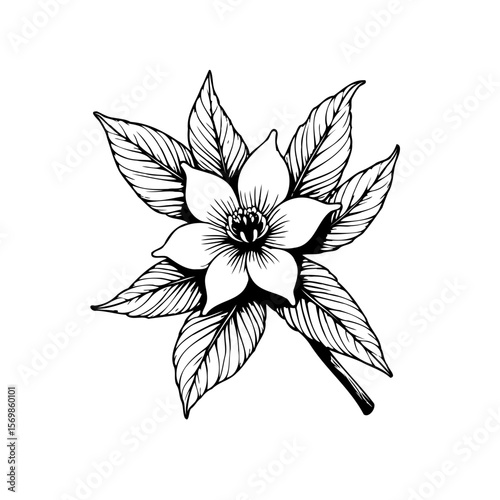 Elegant botanical illustration capturing a flowering plant with intricate leaf details in a minimalistic art