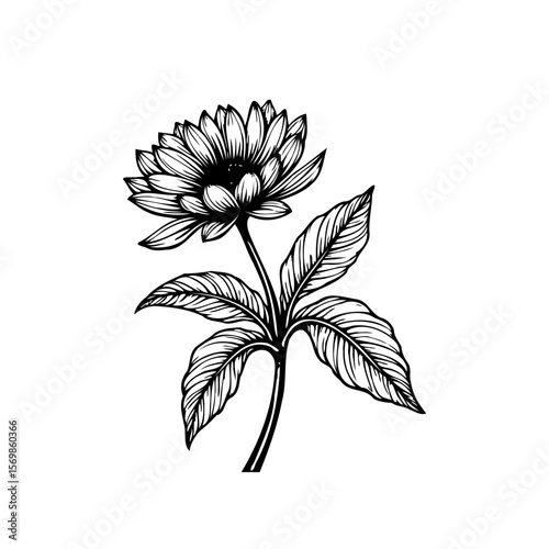 Elegant botanical illustration showcasing a detailed flower with intricately drawn petals and delicate leaves on white background