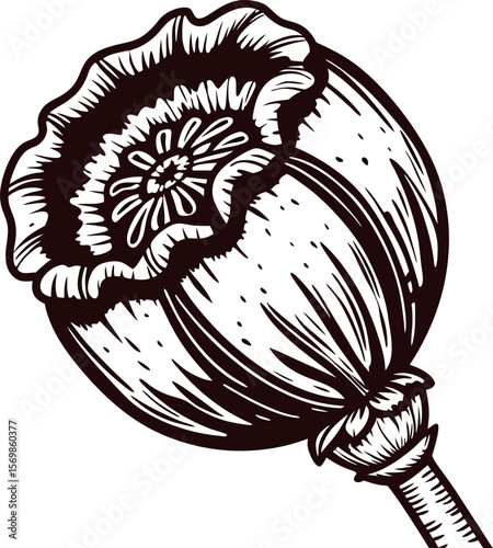 Detailed vintage engraving of a poppy seed pod with intricate botanical lines and textured shading