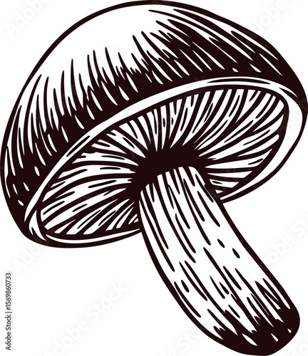 Hand drawn mushroom illustration in black and white vintage botanical