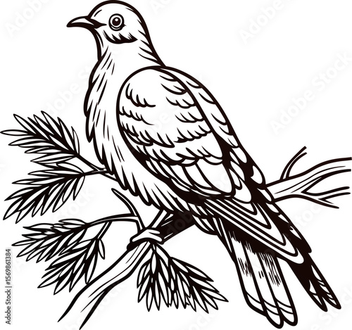 Engraved illustration of a mourning dove perched on a pine branch with detailed feather and foliage line art
