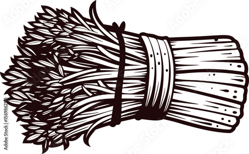Hand drawn bundle of asparagus spears tied with twine vintage black and white vegetable illustration