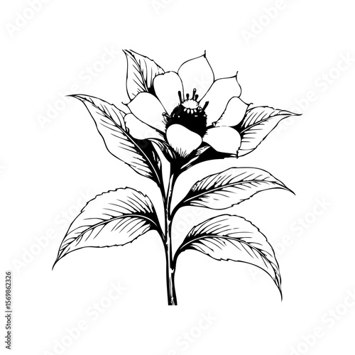 Elegant botanical illustration showcasing a delicate flower and leaves with classic beauty and artistic flair captured in monochrome
