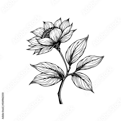 Elegant botanical illustration featuring a blooming flower with delicate petals and detailed leaves art, evoking natural beauty