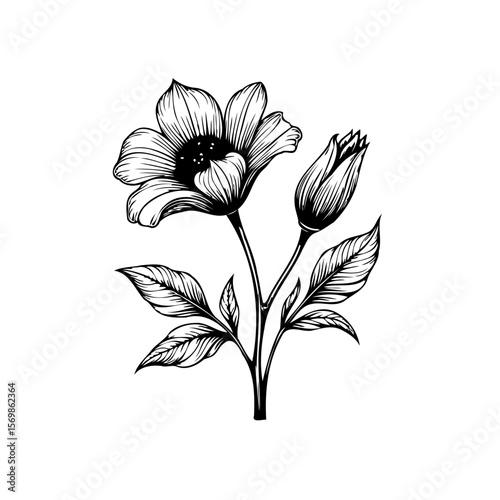 Elegant floral illustration of flower and bud with intricate details showing beauty nature and simplicity
