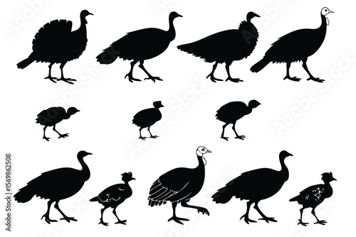 Silhouette of Wild Turkey and Chicks