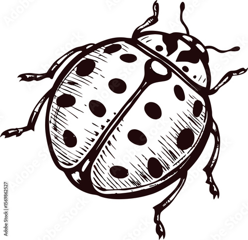 Hand drawn illustration of a ladybug in vintage engraved isolated on white background
