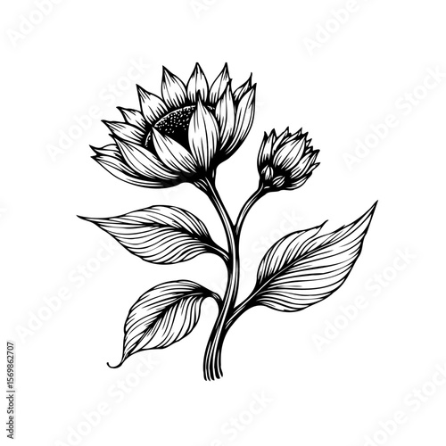 Detailed botanical drawing of a sunflower illustration showcasing floral elements and nature's beauty with line art design