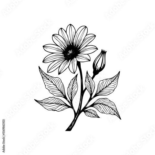 Elegant floral botanical illustration featuring delicate flower and bud, showcasing artistic line work and plant life