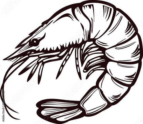 Detailed hand drawn shrimp illustration in monochrome with curved tail and segmented body isolated on white background