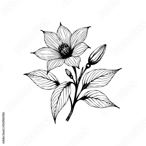 Elegant hand drawn floral illustration featuring a blooming flower with intricate line work and delicate details and style