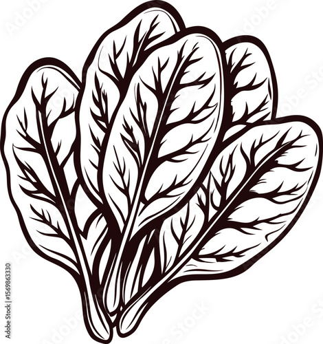 Hand drawn spinach leaves illustration vintage botanical sketch isolated on white background