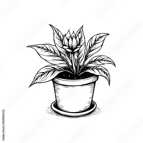 Elegant peace lily plant illustration in a pot detailed botanical drawing artistic design delicate lines