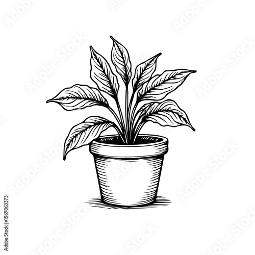 Elegant hand drawn peace lily plant in pot a beautiful botanical illustration with shading technique