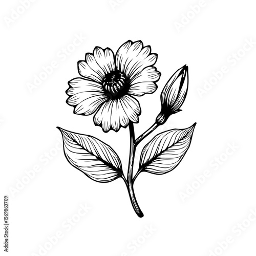Elegant floral line art drawing of a daisy flower with leaves and bud showcasing botanical simplicity