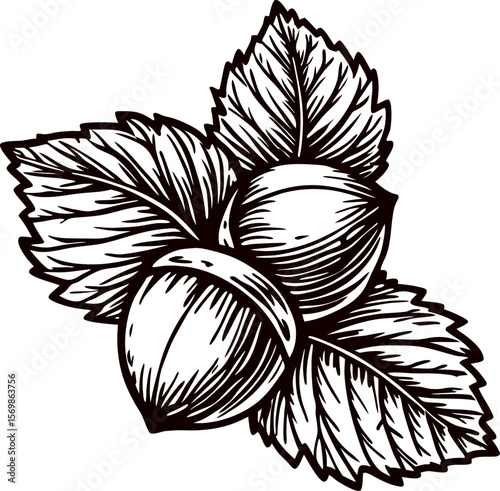 Hand drawn hazelnuts with leaves nut cluster illustration in vintage engraved black and white sketch