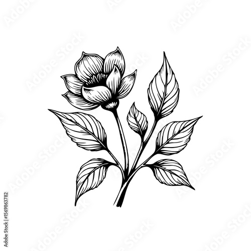 Elegant botanical illustration featuring a blooming flower with delicate petals and intricately veined leaves, showcasing floral artistry