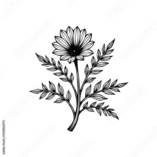 Elegant hand drawn daisy flower illustration with detailed leaves providing a botanical touch adding natural charm