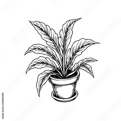Elegant botanical illustration of a potted peace lily with meticulously drawn foliage and pot showcasing plant art