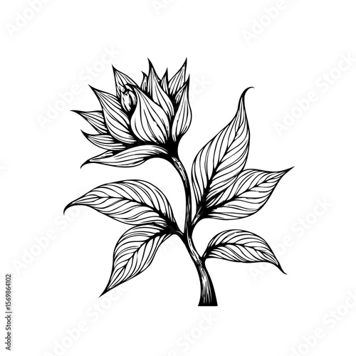 Botanical illustration of a blooming flower with leaves isolated on white background showcasing nature's beauty
