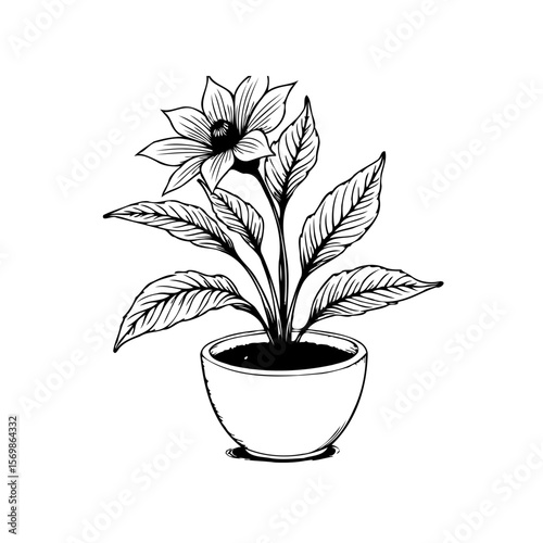 Elegant botanical illustration of a flowering plant in a pot with detailed leaves in monochrome art