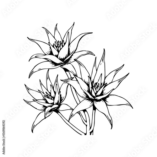 Elegant botanical illustration showcases delicate lily flowers with intricate details offering a timeless appeal and serene beauty