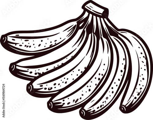 Hand drawn bunch of ripe bananas isolated on white background in vintage engraving illustration