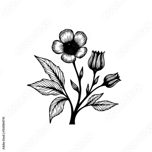 Detailed botanical illustration of a flower with leaves and buds a black and white drawing