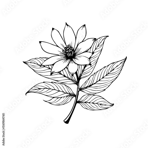 Detailed botanical illustration featuring a blooming flower with prominent petals and intricate leaves design showcases nature's beauty
