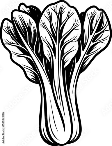 Hand drawn illustration of fresh bok choy bunch isolated on white background for culinary and botanical design