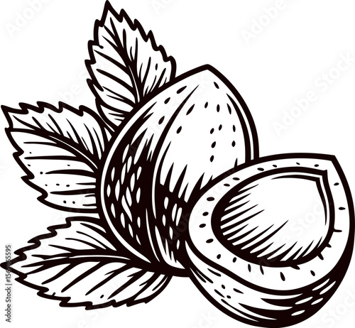 Hand drawn hazelnut with leaves isolated on white background vintage engraved botanical nut illustration