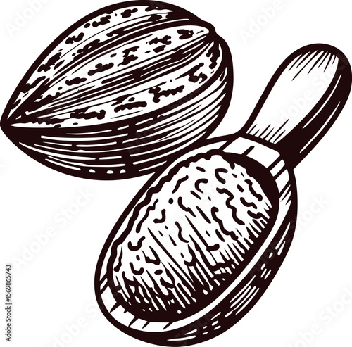 Hand drawn nutmeg fruit and seed illustration isolated on white background vintage botanical sketch