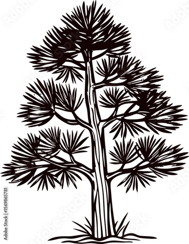 Hand drawn black and white joshua tree silhouette with spiky leaves isolated on white background illustration