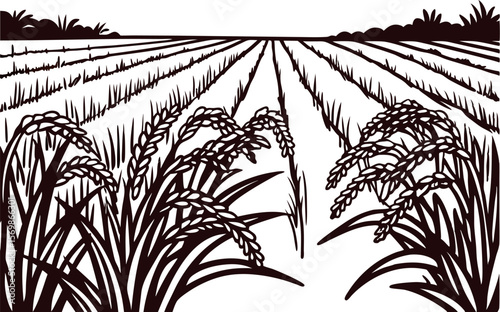 Hand drawn rice plants in foreground with expansive cultivated field and distant horizon, vintage engraved illustration