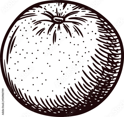 Hand drawn orange fruit isolated on white background in vintage engraved illustration
