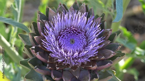 artichoke flower in the garden