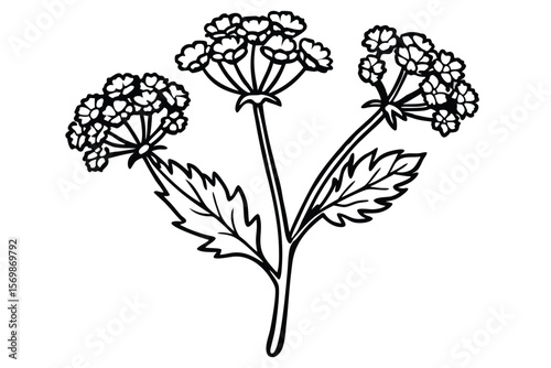 Monochrome Illustration of Queen Anne's Lace Flower Plant with Detailed Leaves and Blooms