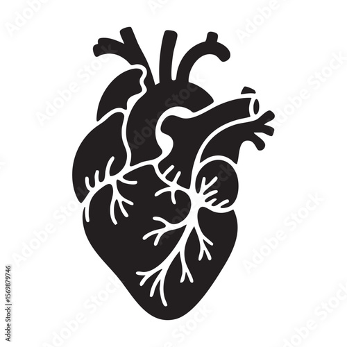 Human heart anatomy vector illustration black and white medical diagram health