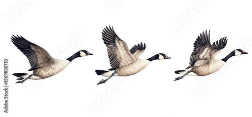 Three Canada Geese in Flight (2)